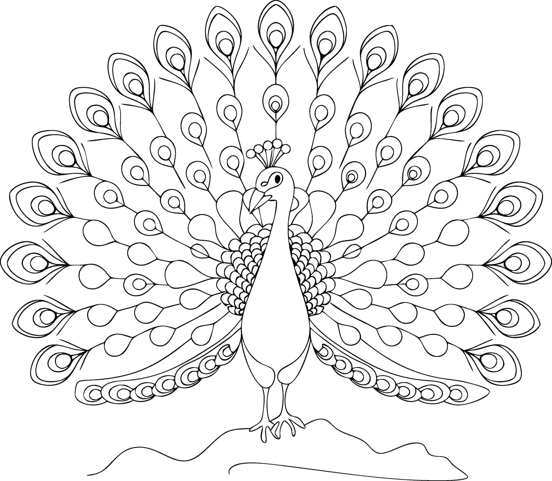 Peacock line art